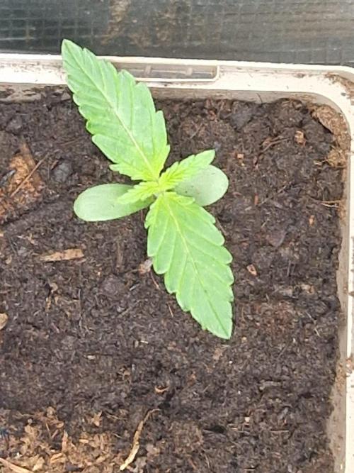 Strawberry Haze auto by Kannabia. Week 1 - day 7