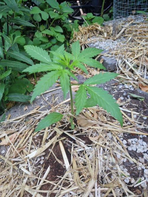 Northern Lights auto Sensi Seeds outdoor. Week 3 - day 17