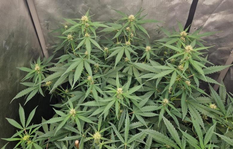 Purple Lemonade Auto by Fast Buds. Week 6 - day 40