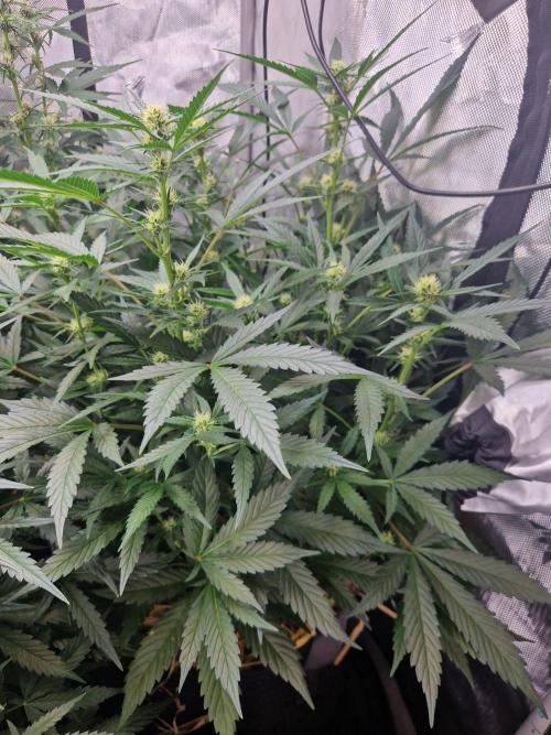 Grapefruit Auto by Fast Buds. Week 7 - day 45