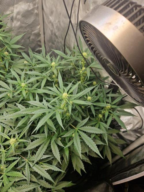 Grapefruit Auto by Fast Buds. Week 7 - day 45