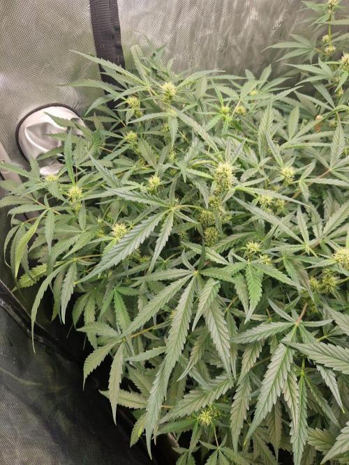 Gelato Auto by FastBuds. Week 8 - day 58