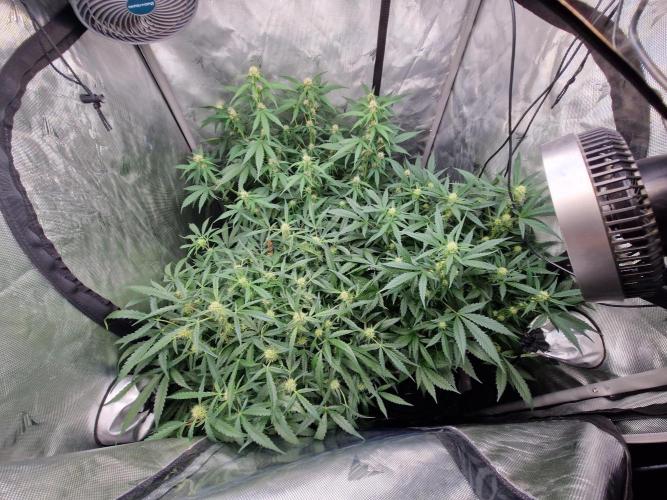 Gelato Auto by FastBuds. Week 8