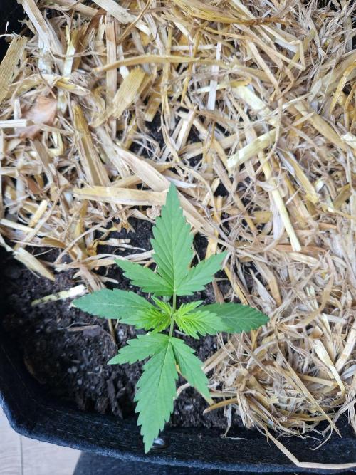 Strawberry Haze Auto. Week 2