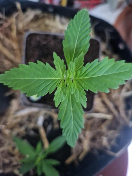 Strawberry Gorilla RF3 Auto by Fast Buds. Week 2 - day 9