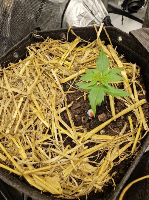Strawberry Gorilla RF3 Auto by Fast Buds. Week 2 - day 13 just transplanted
