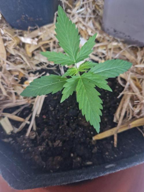 Strawberry Haze Auto. Week 2