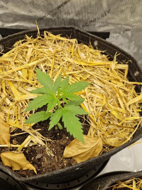 Strawberry Haze auto by Kannabia. Week 2 - day 14