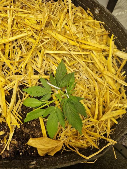 Strawberry Haze auto by Kannabia. Week 2 - day 17
