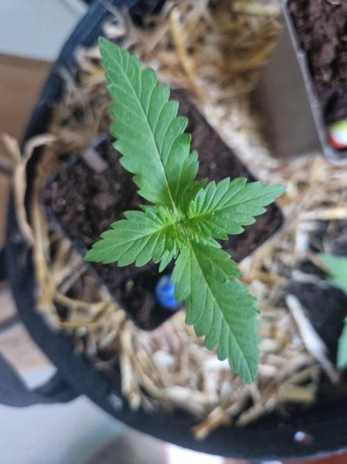 Purple Lemonade Auto RF3. Week 2