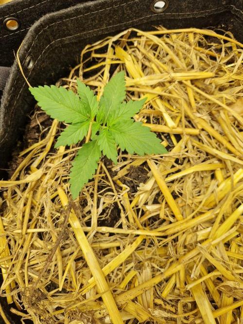 Purple Lemonade Auto RF3 by Fast Buds. Week 2 - day 13 post transplant