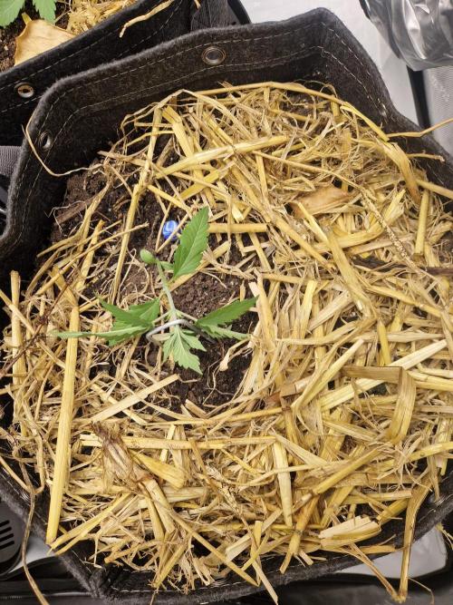 Purple Lemonade Auto RF3 by Fast Buds. Week 2 - day 15 first LST