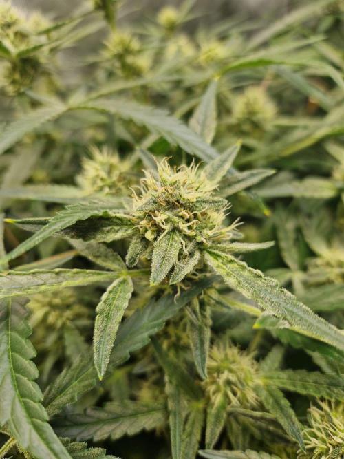 Gelato Auto by FastBuds. Week 9 - day 63