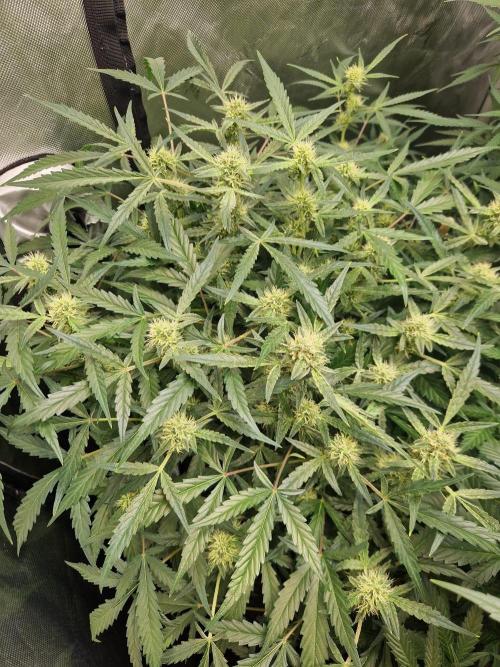 Gelato Auto by FastBuds. Week 9 - day 63