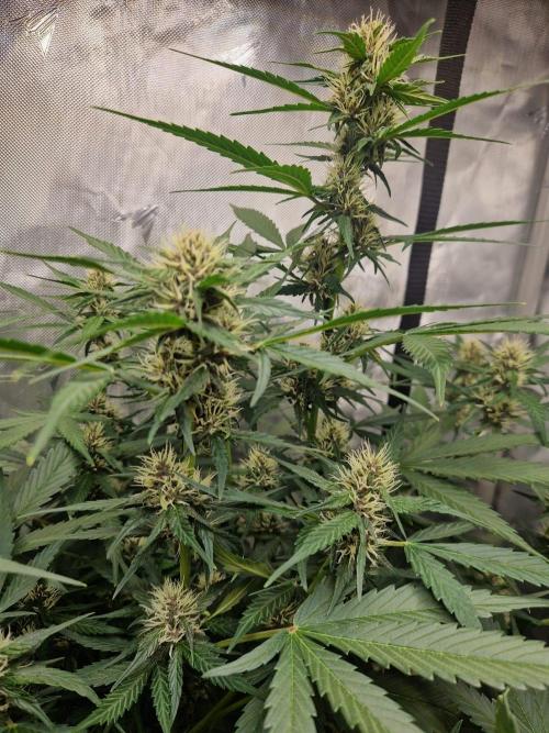 Purple Lemonade Auto by Fast Buds. Week 6 - day 45