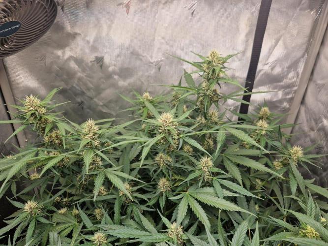 Purple Lemonade Auto by Fast Buds. Week 6 - day 45