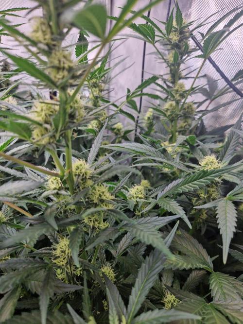 Grapefruit Auto by Fast Buds. Week 7 - day 50