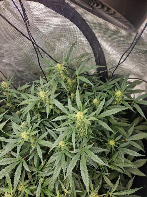 Grapefruit Auto by Fast Buds. Week 7 - day 50