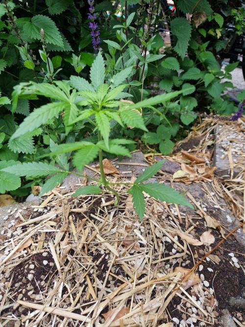 Northern Lights auto Sensi Seeds outdoor. Week 3 - day 24