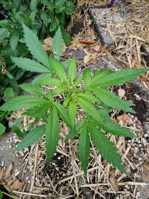 Northern Lights Automatic. Week 3