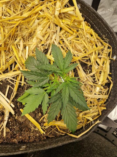 Strawberry Haze Auto. Week 2