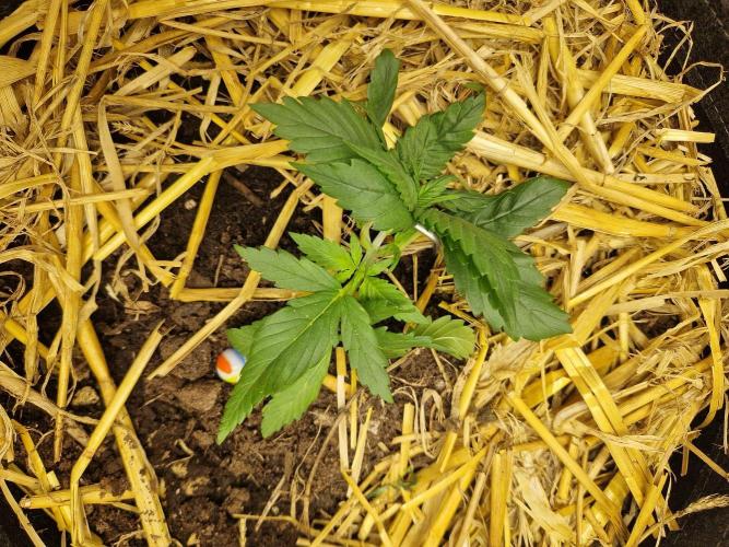 Strawberry Gorilla RF3 Auto by Fast Buds. Week 2 - day 18