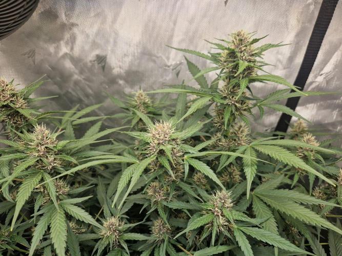 Purple Lemonade Auto by Fast Buds. Week 7 - day 50