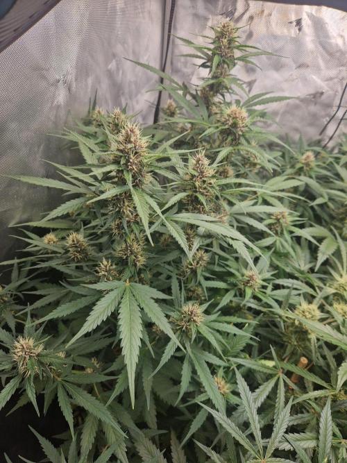 Purple Lemonade Auto by Fast Buds. Week 7 - day 50