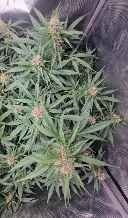 Purple Lemonade Auto by Fast Buds. Week 7 - day 50