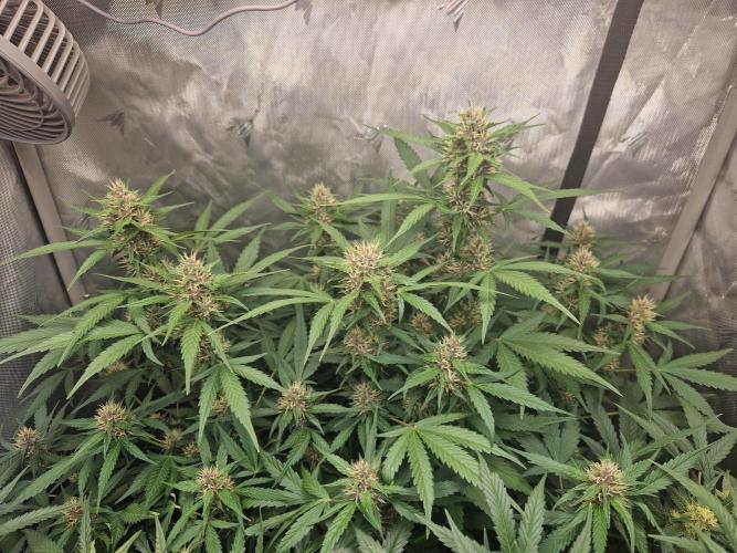 Purple Lemonade Auto by Fast Buds. Week 7 - day 50