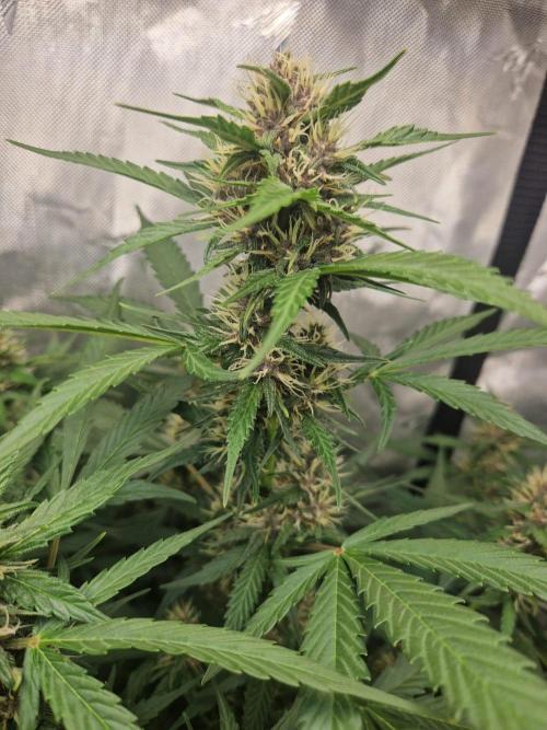 Purple Lemonade Auto by Fast Buds. Week 7 - day 50