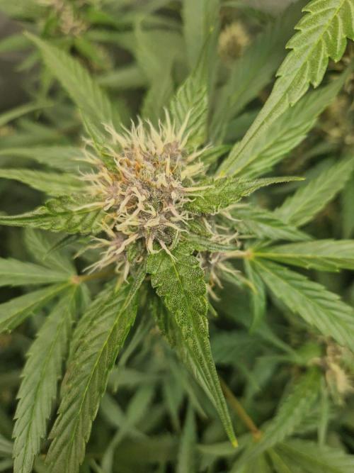 Purple Lemonade Auto by Fast Buds. Week 7 - day 50