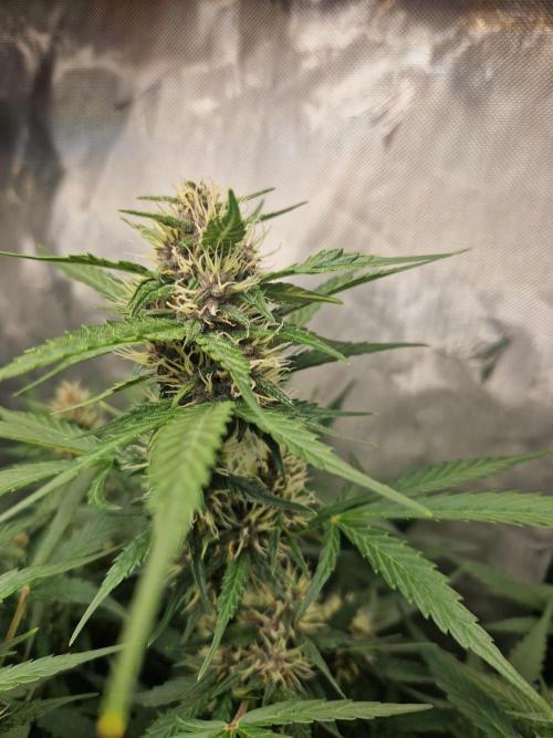Purple Lemonade Auto by Fast Buds. Week 7 - day 50
