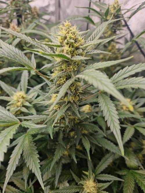 Grapefruit Auto by Fast Buds. Week 8 - day 55
