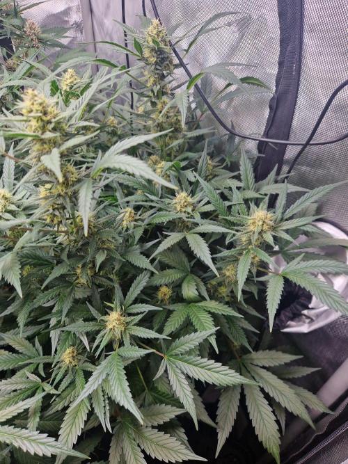 Grapefruit Auto by Fast Buds. Week 8 - day 55