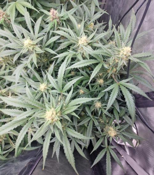 Grapefruit Auto by Fast Buds. Week 8 - day 55