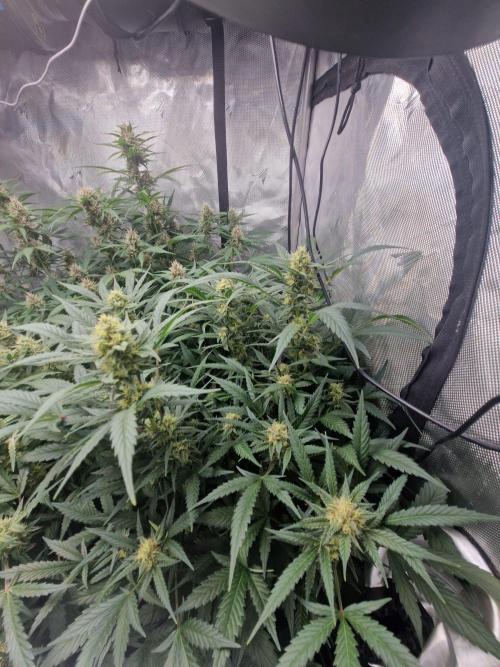 Grapefruit Auto by Fast Buds. Week 8 - day 55