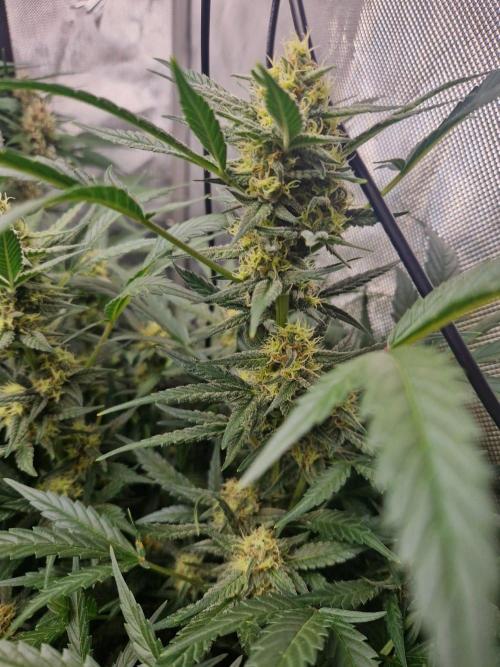 Grapefruit Auto by Fast Buds. Week 8 - day 55
