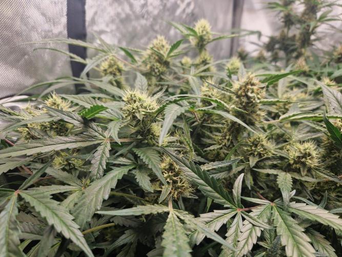 Gelato Auto by FastBuds. Week 10 - day 68