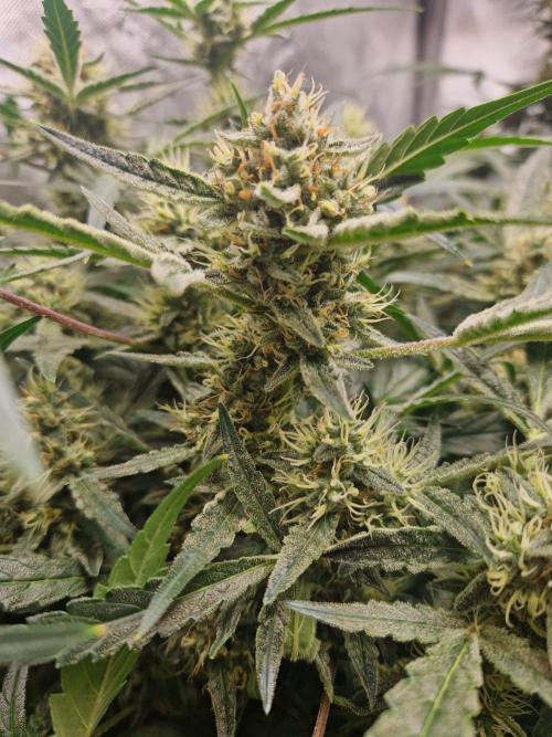 Gelato Auto by FastBuds. Week 10 - day 68