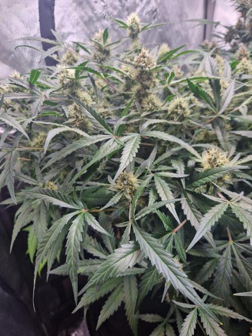 Gelato Auto by FastBuds. Week 10 - day 68
