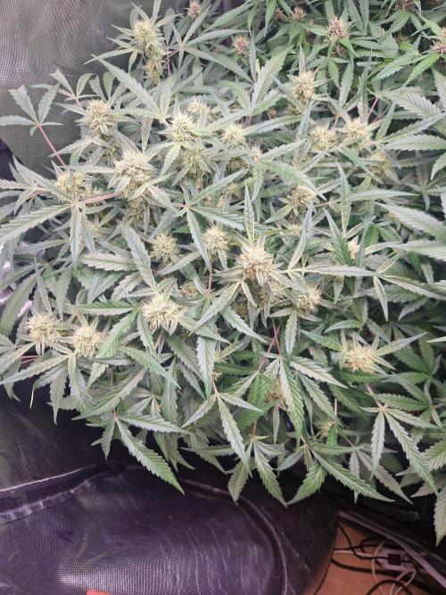 Gelato Auto by FastBuds. Week 10 - day 68