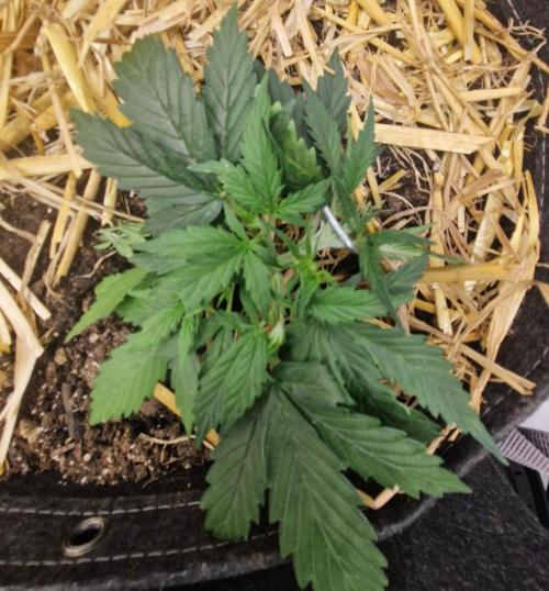 Strawberry Haze Auto. Week 3