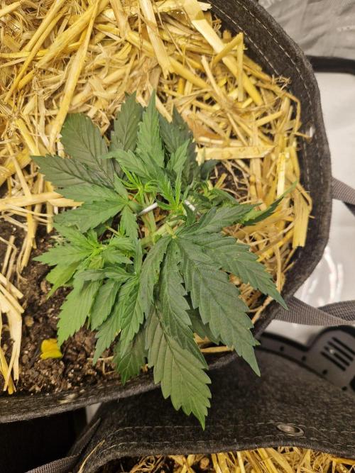 Strawberry Haze Auto. Week 3