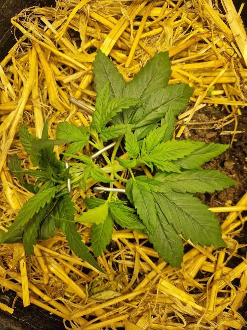 Strawberry Gorilla RF3 Auto by Fast Buds. Week 3 - day 22