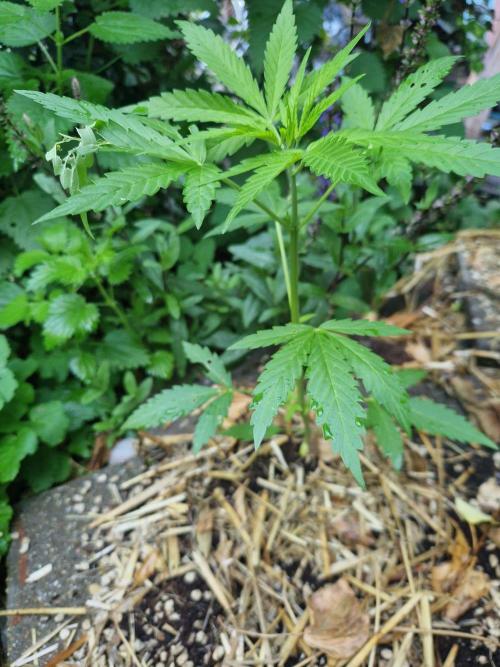 Northern Lights auto Sensi Seeds outdoor. Week 4 - day 29
