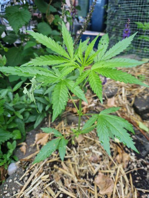 Northern Lights auto Sensi Seeds outdoor. Week 4 - day 29