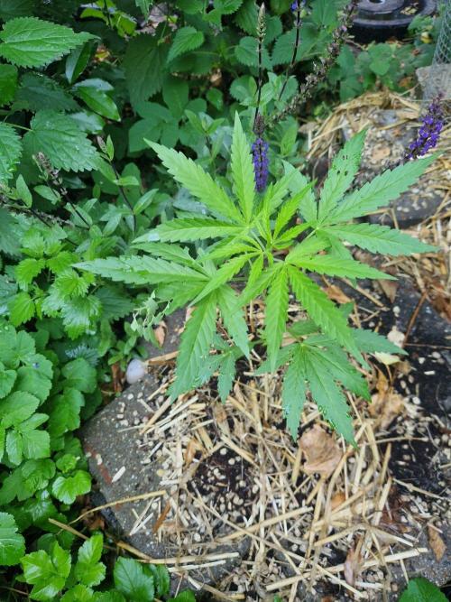 Northern Lights auto Sensi Seeds outdoor. Week 4 - day 29