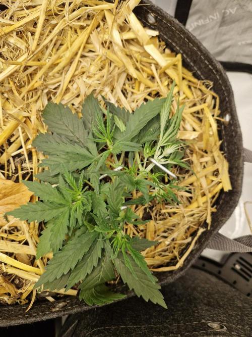 Strawberry Haze auto by Kannabia. Week 3 - day 24