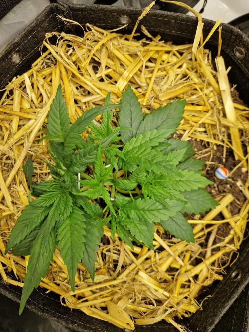 Strawberry Gorilla RF3 Auto by Fast Buds. Week 3 - day 23